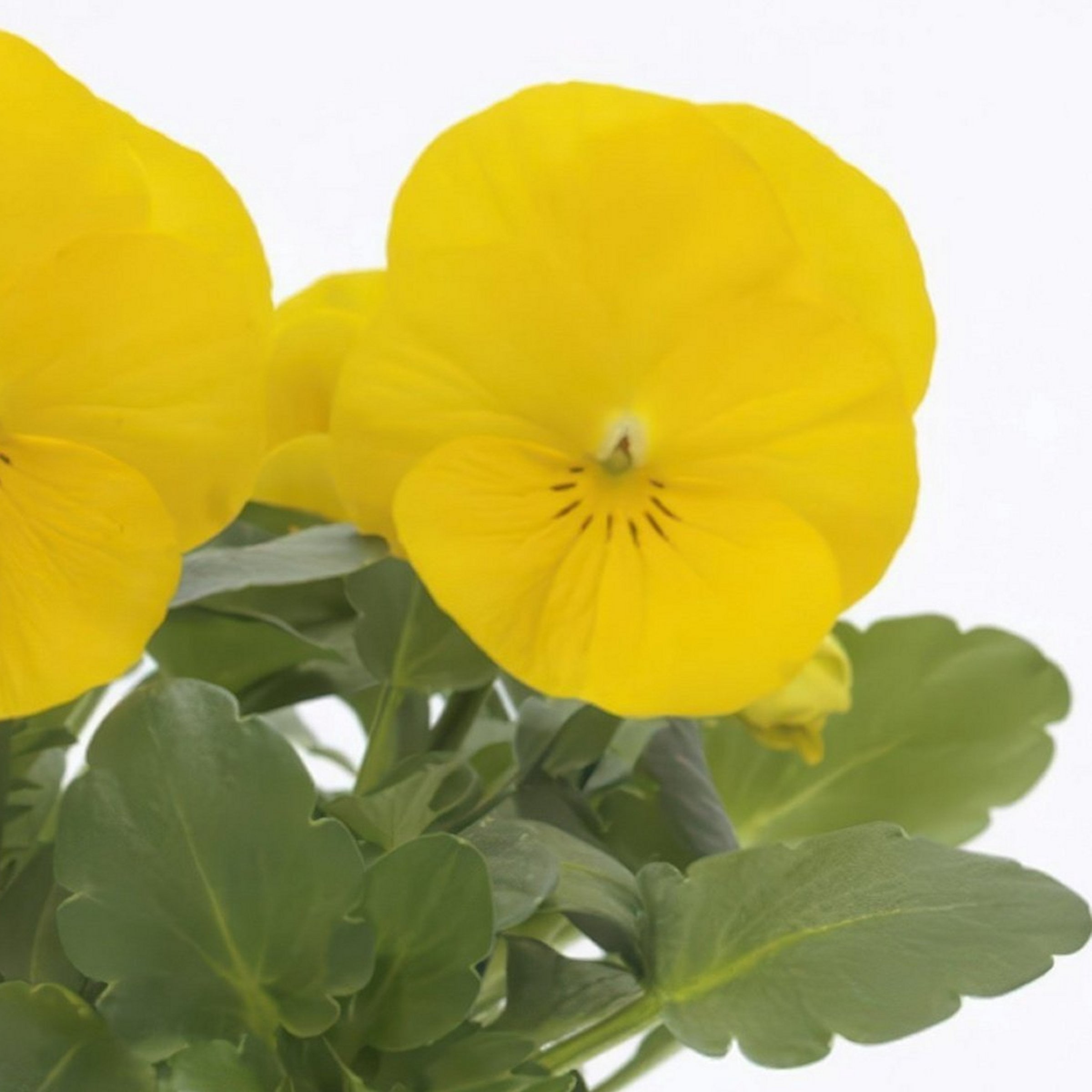 National Plant Network 4 in. Viola Sorbet XP Yellow (16-Pack)