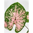 thumbnail image 7 of Caladium Pink Splash - Live Air-Purifying Indoor Plant in Nursery Pot – Easy Care, Low Maintenance Houseplant for Home & Office Decor, Natural Air Cleaner, Best for Beginners, 7 of 7
