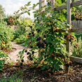 thumbnail image 5 of Set 2 Navaho Crown Thornless BlackBerry Plant Live, 5 of 6