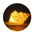 thumbnail image 1 of Portable Conch Shell Beach Themed Night Light w Timer for Kids Adults Bedroom Nightstand Lamp Nautical Lighting Battery Operated, Warm White, 1 of 2