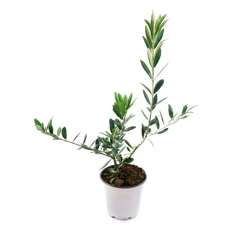 National Plant Network 4 in. Olive Tree - Walmart.com