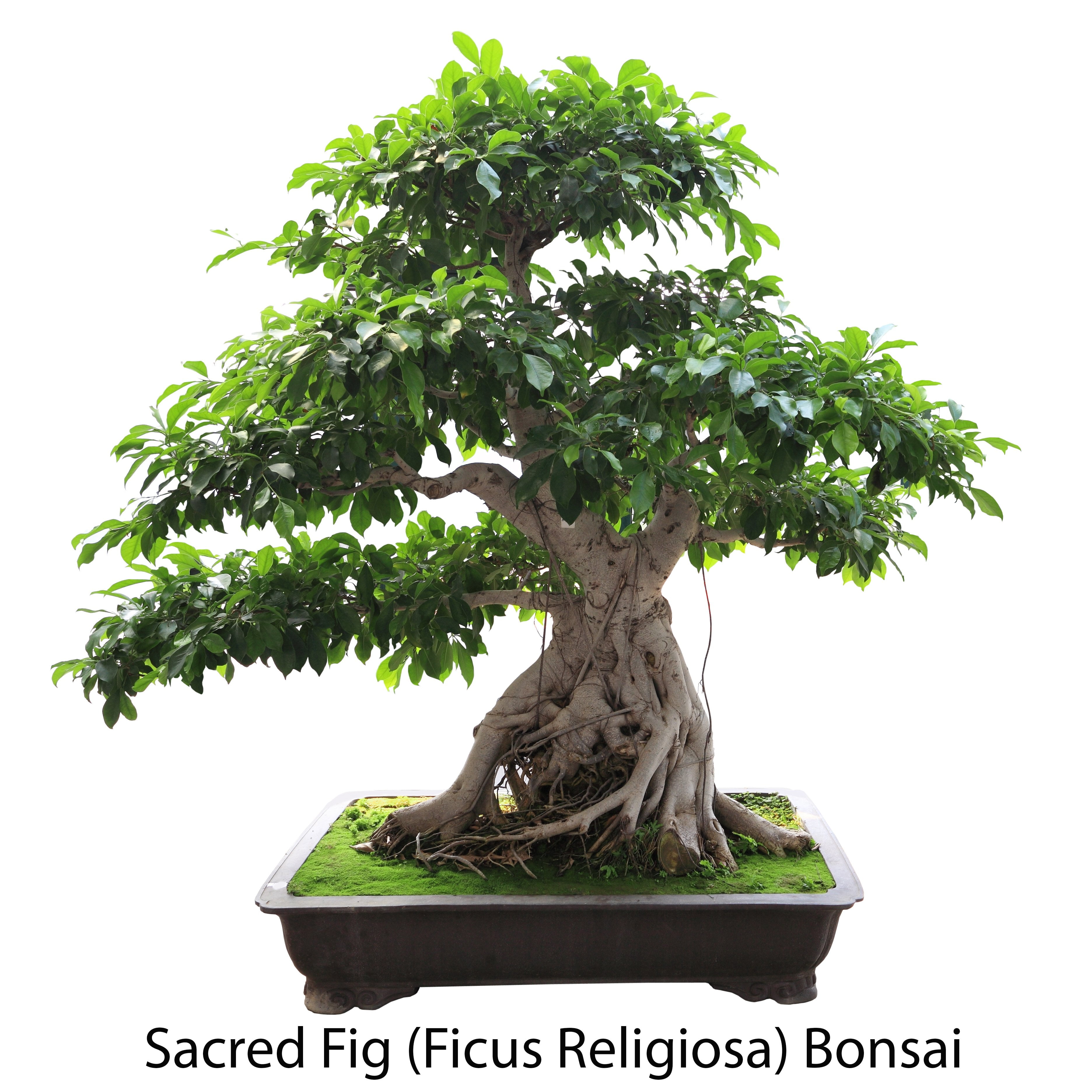 Tropical Indoor Bonsai Tree Starter Seed Kit Flamboyant Tree Sacred Fig Tree Purple Orchid Tree Walmart Com Walmart Com
