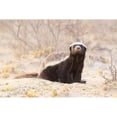 thumbnail image 2 of CafePress - Honey Badger Mugs - 11 oz Ceramic Mug - Novelty Coffee Tea Cup, 2 of 4