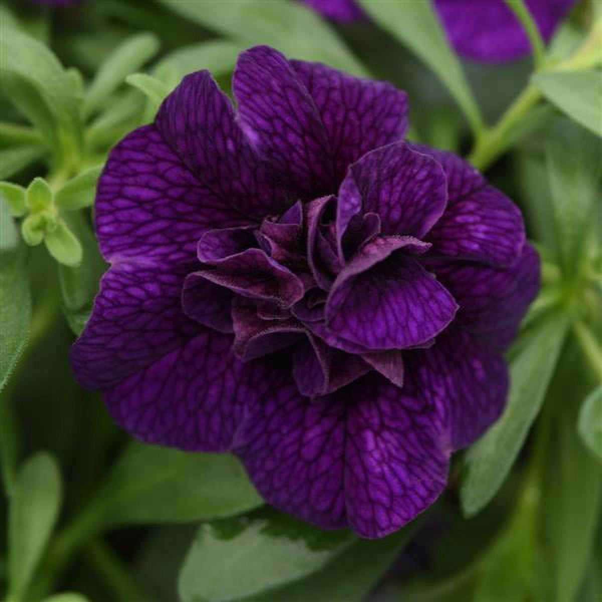 Better Homes & Gardens 2 Gallon Hanging Basket Multicolor Double Calibrachoa Combo Annual Outdoor Live Plants Full Sun