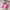 Pink, variant on Tyidzon Bathroom Rugs Solid Color Bath Mats 3 Set Bath Mats for Bathroom Toilet Mats Universal Soft Comfortable Water Absorption Non-Slip Thick Easier to Dry for Bathroom Bedroom