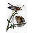 thumbnail image 1 of Red Shouldered Hawk (Audubon) - Canvas OR Print Wall Art, 1 of 1