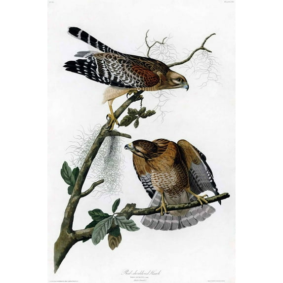 Red Shouldered Hawk (Audubon) - Canvas OR Print Wall Art