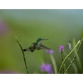 thumbnail image 2 of Fitzharris, Tim 14x12 White Modern Wood Framed Museum Art Print Titled - Andean Emerald Humming Bird, 2 of 4