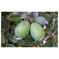 Pineapple Guava Tree Plant Live Guava Fruit Tree Outdoors