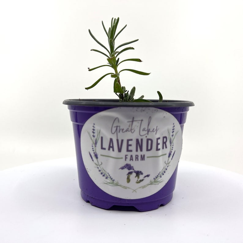 Sweet Romance Lavender Plugs & Plants Lavandula angustifolia