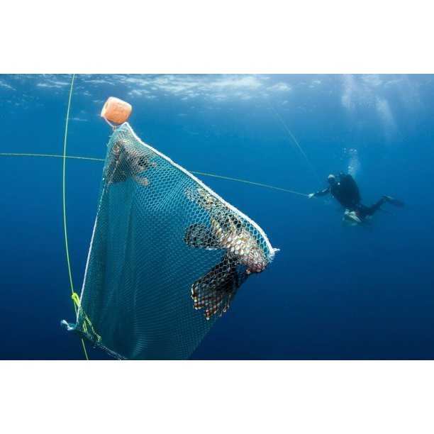 Scuba diver nets invasive Indo