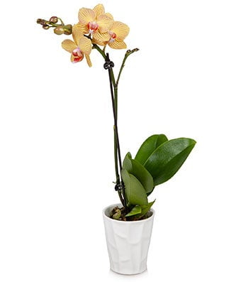 Fresh from The Grower Choice of Green Live Indoor Plant in Growers Pot Diameter 12 cm White Orchid Mirror Miracle Quality from Holland Height 60 cm Butterfly Orchid