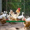 thumbnail image 3 of Jouets Poulet Qiu Qian, 3 of 4