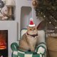 thumbnail image 5 of Fiudx Ofertas relámpago del día Gorro de muñeco de nieve con forma de árbol de Navidad para mascota, peluche mediano de Shiba Inu, bonito disfraz para las fiestas, 5 of 6