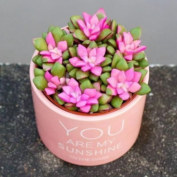 Anacampseros Sunrise Succulents Large Cluster Anacampseros Telephiastrum Variegata