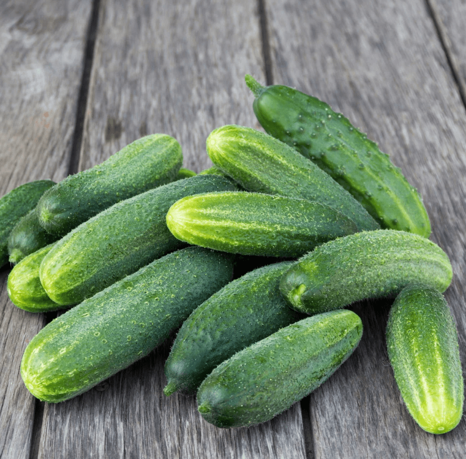 Set 2 Marketmore Cucumber Plants Live, 4 Inch Pot, Cucumber Live Plants, 2 Cucumber Vegetable Starter Plants