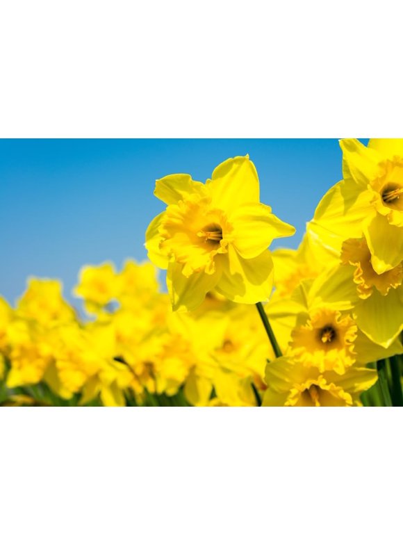 Daffodil Bulbs in Plant Bulbs