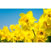 Bulk Yellow Daffodil Bulbs for Planting - Dutch Master Value Bag - Plant in Gardens, Borders & Flowerbeds - Bulb Size 10/12 cm - Easy to Grow Fall Flowers Bulbs (25 Bulbs)