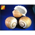 thumbnail image 3 of Florida Shells and Gifts Large Tonna Olearia Seashell Coastal Decorating (4-5") Art Crafts, 3 of 3