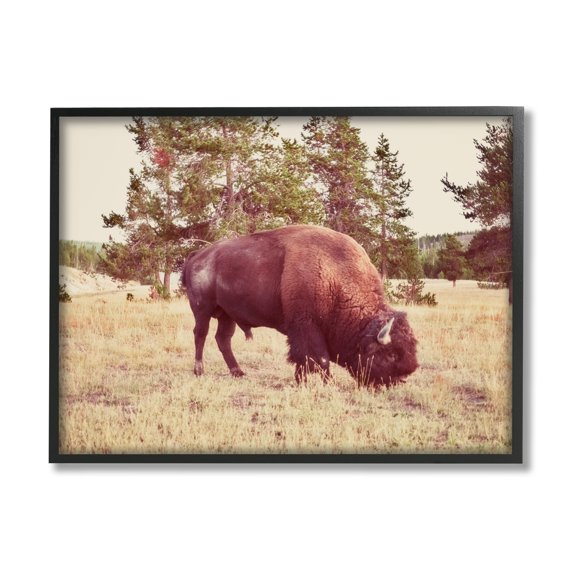 Stupell Wild Bison Rural Nature Scenery Animals & Insects Photography Black Framed Art Print Wall Art