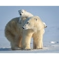 thumbnail image 3 of Tsui, Hung 18x15 Black Modern Framed Museum Art Print Titled - Mischievous Little Polar Bear, 3 of 5