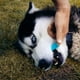 thumbnail image 4 of 2 cepillos de dientes de silicona para perros, diseño ergonómico, fáciles de usar, color azul., 4 of 5