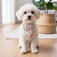 thumbnail image 7 of Miaocao 4 Pcs Rhinestone Cat Collar Heart Bling Breakaway Girl Cat Soft Velvet Fancy Adjustable Safety Kitten Collar with Bell 8-11 Inch for Small Dogs and Kitty(Red, Black), 7 of 7
