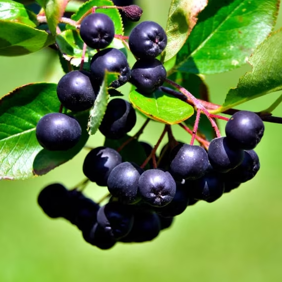 Wild Huckleberry Plant Live for Planting, Sweet Edible Berries, Native Fruit Shrub, Garden Ready Grow in 1.5 Inch Pot