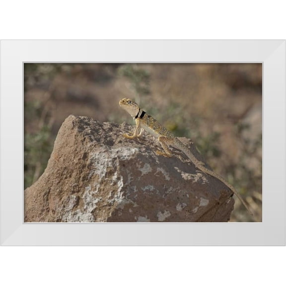 Welling, Dave 14x11 White Modern Wood Framed Museum Art Print Titled - CA, Redding Canyon Great Basin collared lizard