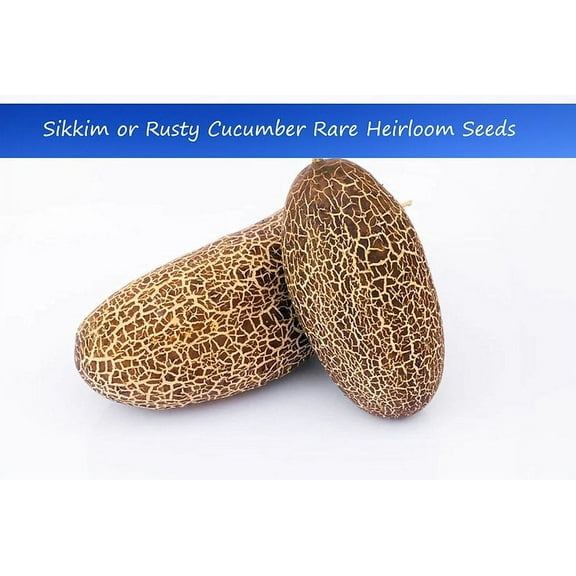 Heirloom Vegetable Seeds - Sikkim Cucumber- 20 Seeds -Rusty Cucumber- Unique -Cucumis sativus var sikkimensis