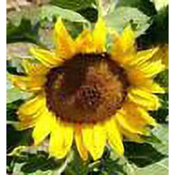 Heirloom Dwarf Sunspot Sunflower Seeds - Helianthus annuus - 500 seeds, 1 oz - B263