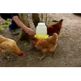 thumbnail image 2 of Miller Manufacturing Plastic Poultry Fountain Complete Waterer Yellow 1 Gallon, 2 of 2