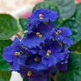thumbnail image 5 of Blue African Violets Live Plants in Pots, Live African Violet Plants House Plant for Indoor Outdoor Décor, 4" Pot, Well-rooted and Year-round Blooming, 5 of 6