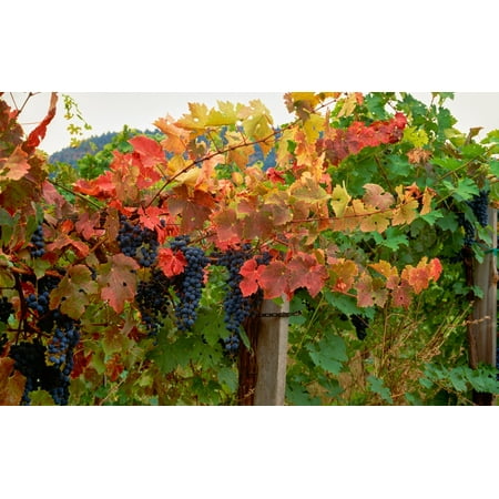 - Close-up of Cabernet Sauvignon grapes on vine in a vineyard Callahan Ridge Winery Umpqua Valley Roseburg Douglas County Oregon USA Poster Print by Panoramic Images