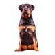 thumbnail image 4 of Cojín de Almohada de Peluche con Estampado de Gato, 4 of 5