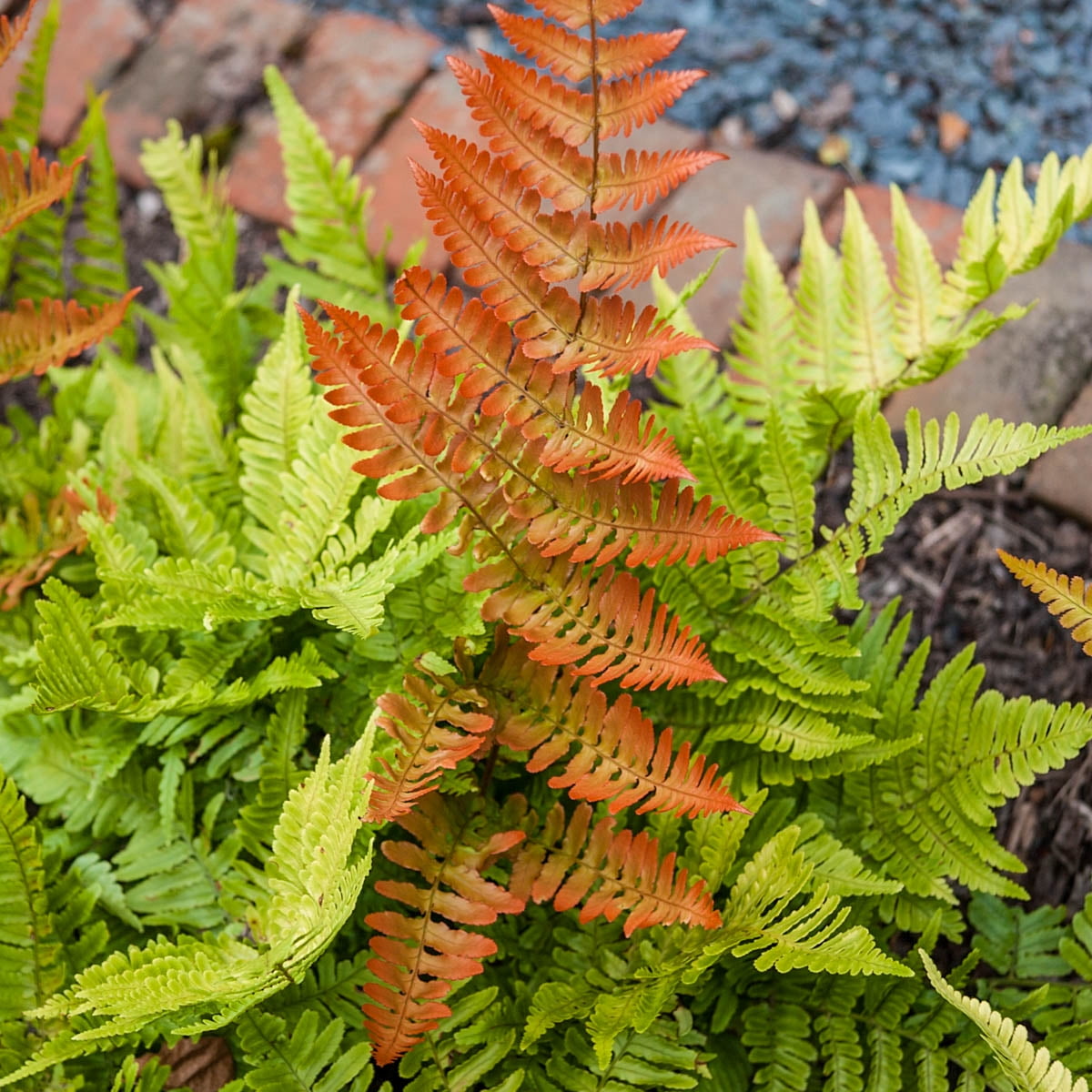 Brilliance Autumn Fern (Dryopteris), Bare Root Starter Perennial Plant