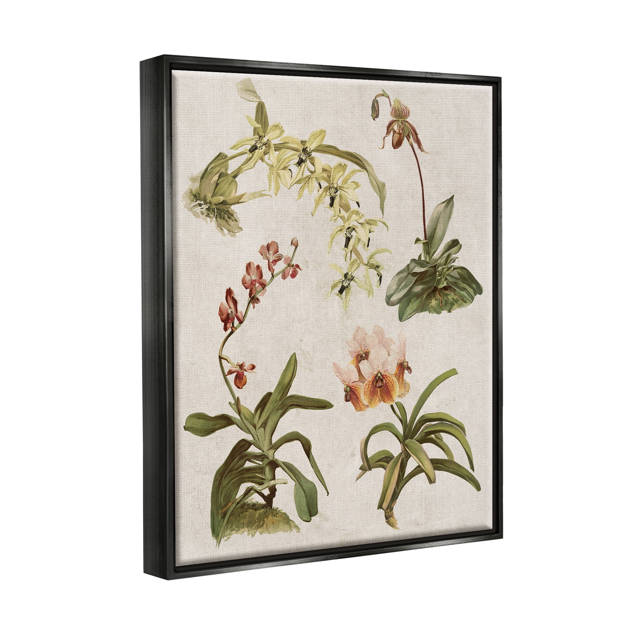 Stupell Vintage Latin Study Flowers Nature Botanical & Floral Painting Black Floater Framed Art Print Wall Art