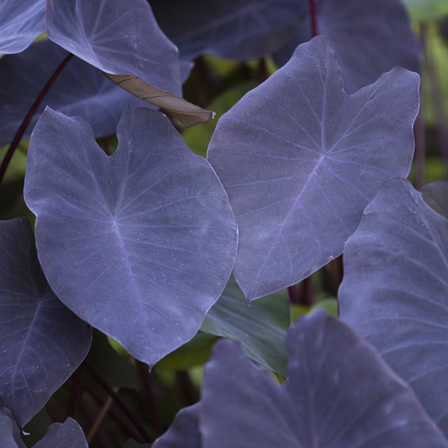 Expert Gardener Elephant Ear Black Magic Dormant Bulbs Set of 2 for Partial Sun