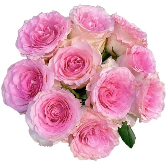Rose Plante Vivante (Déesse de la Rivière Luo) Facile à Cultiver des Plantes Fraîches de Fleurs de Rose pour Planter un Jardin Extérieur et Intérieur (Sans Pot