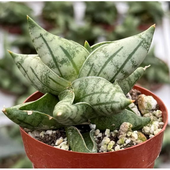 Sansevieria Bonji Live Plant in 2.5" pot - Snake Plant -Rare Houseplant - Indoor Outdoor