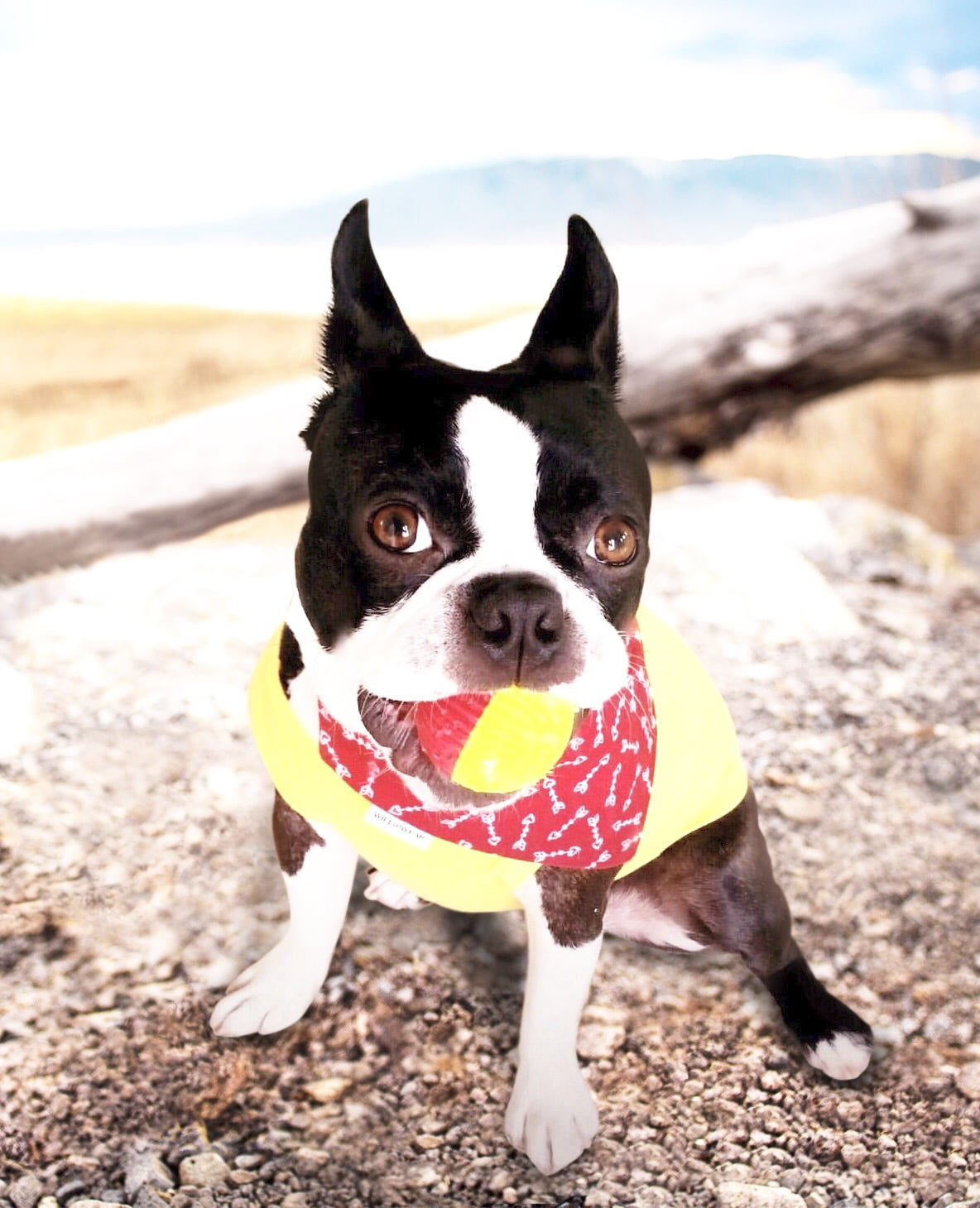 Pet Qwerks Animal Sounds Babble Ball Dog Toy, Large