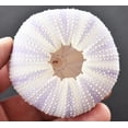 thumbnail image 3 of Set of 3 Beautiful Large Natural Purple Sea Urchins 2 1/2"- 3"  Beach Wedding Crafts Decor Art Coastal Cottage, 3 of 3