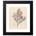 thumbnail image 2 of Clemenz Heinrich Wehdemann 20x24 Black Modern Framed Museum Art Print Titled - Convoolvulus (Tooa Younotheroides) (1817), 2 of 5