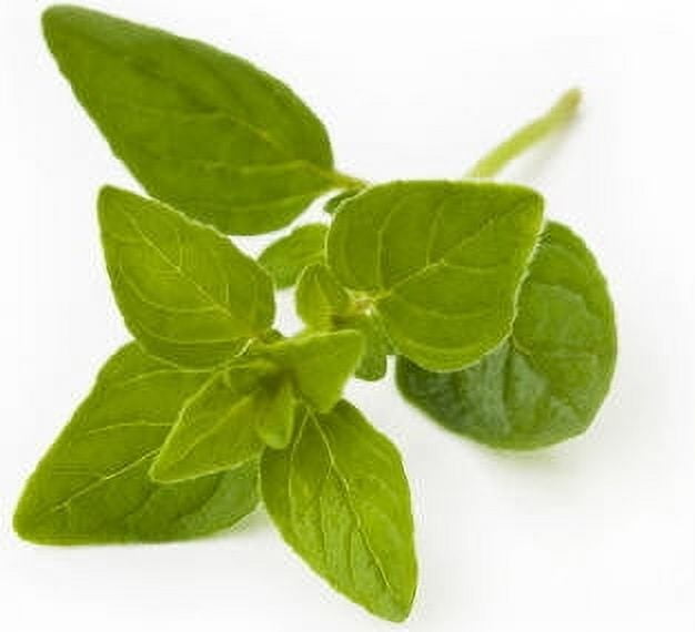 Oregano Wild Crafted Essential Oil 5 ml (1/6 fl oz) - 100% Pure and Natural by Silky Scents