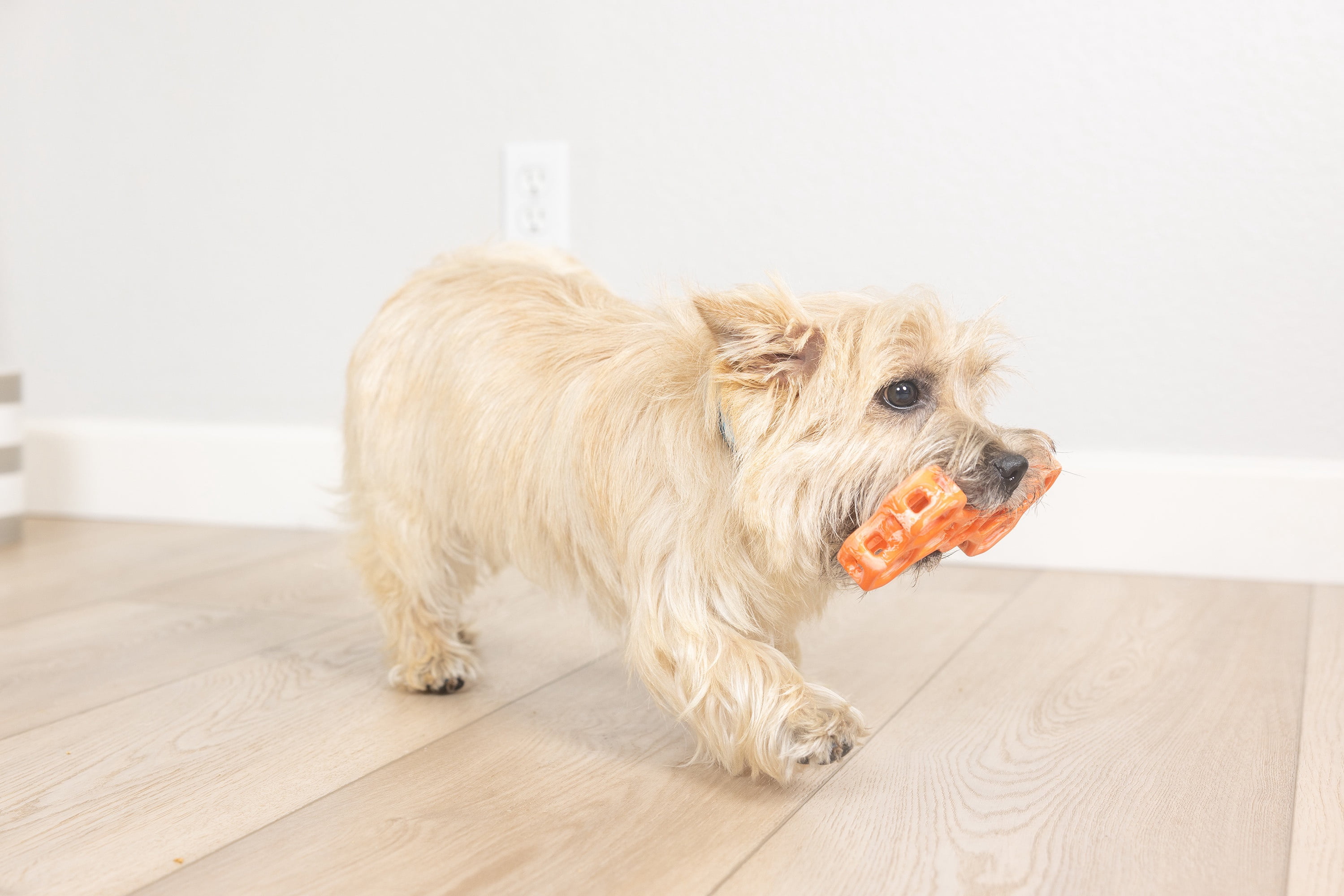 Chuckit! Holee Roller Dog Treat Puzzle Bone, Small, Orange – Treat & Chew Toy for Dogs Up to 20 lb, Pack of 1