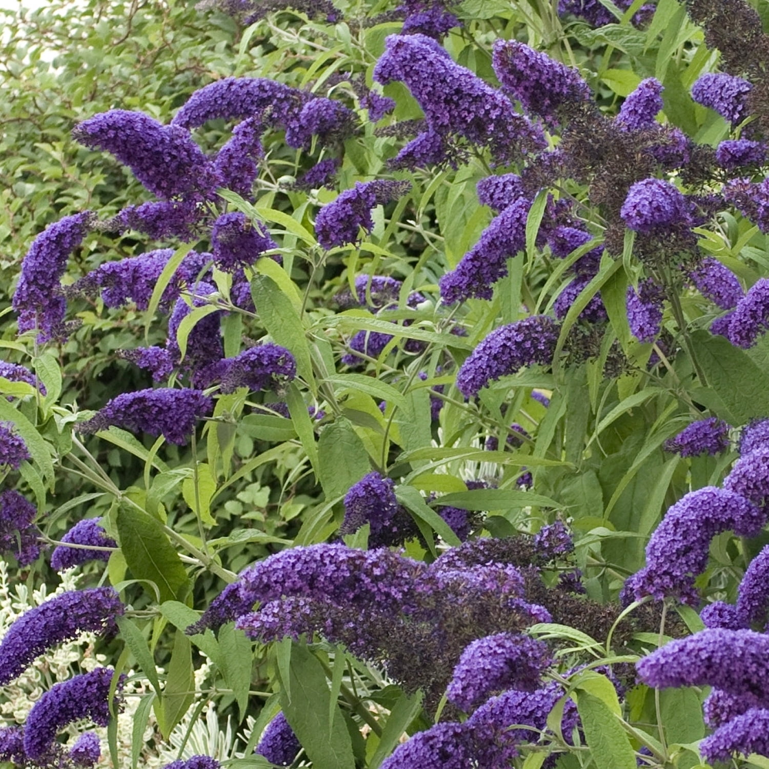 3 gal. Buddleia True Blue Shrub with Blue Flowers