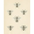 thumbnail image 2 of Wild Apple Portfolio 15x18 Black Ornate Wood Framed with Double Matting Museum Art Print Titled - Bee Chart II, 2 of 4