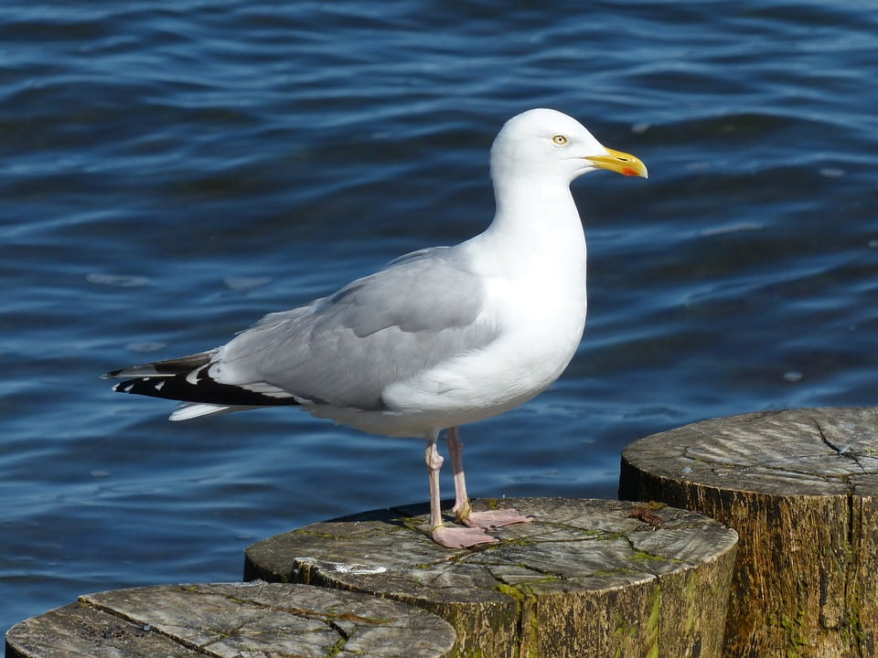 Seagull Larus Argentatus Herring Gull20 Inch By 30 Inch Laminated