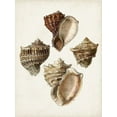 thumbnail image 2 of Sowerby, James 12x14 White Modern Wood Framed Museum Art Print Titled - Sowerby Shells I, 2 of 4
