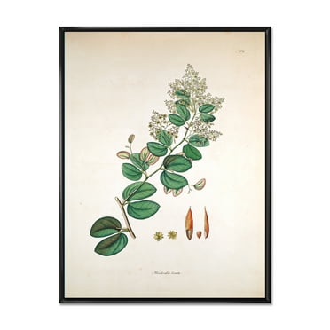 Designart 'Ancient Botanicals XIII' Farmhouse Framed Canvas Wall Art Print